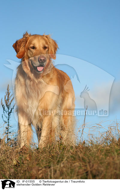 stehender Golden Retriever / standing Golden Retriever / IF-01555