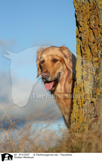 Golden Retriever / Golden Retriever / IF-01557