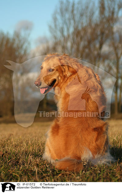 sitzender Golden Retriever / sitting Golden Retriever / IF-01572