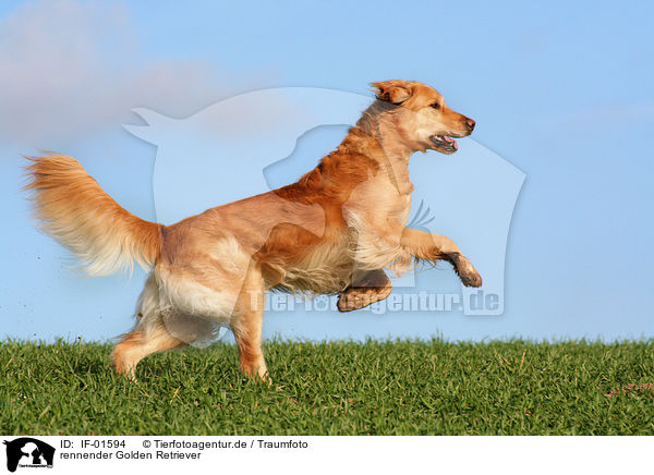 rennender Golden Retriever / running Golden Retriever / IF-01594