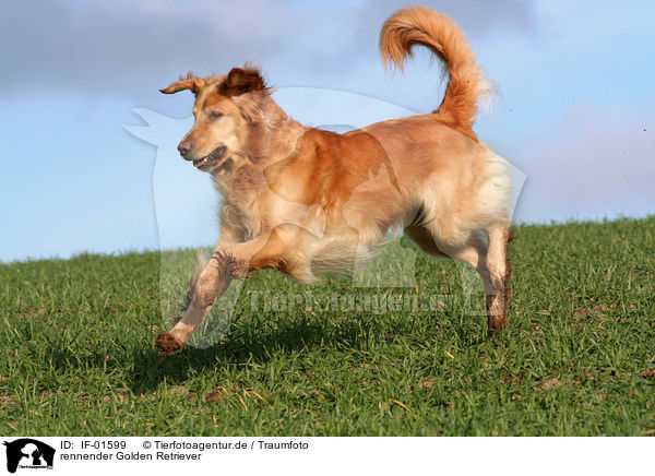 rennender Golden Retriever / running Golden Retriever / IF-01599