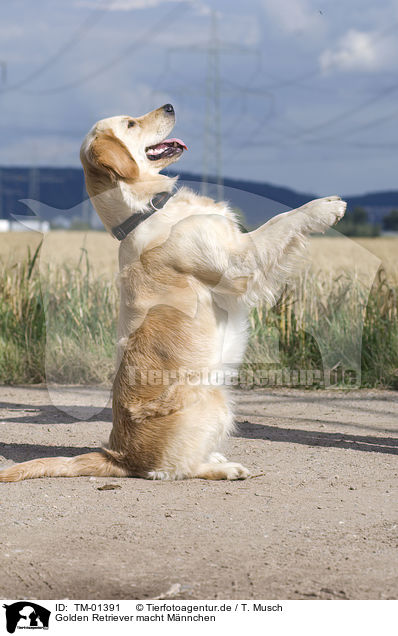 Golden Retriever macht Mnnchen / sit up and beg / TM-01391