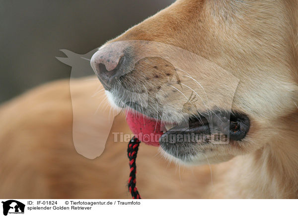spielender Golden Retriever / IF-01824