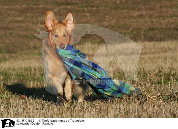 spielender Golden Retriever / IF-01832