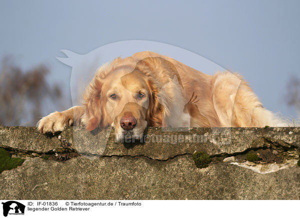 liegender Golden Retriever / lying Golden Retriever / IF-01836