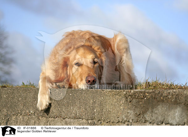 liegender Golden Retriever / lying Golden Retriever / IF-01866