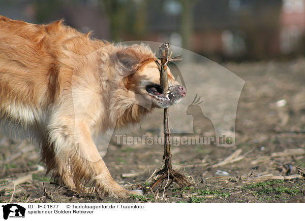 spielender Golden Retriever / IF-01877