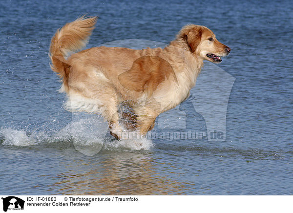 rennender Golden Retriever / running Golden Retriever / IF-01883
