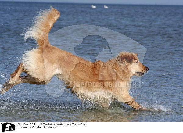 rennender Golden Retriever / running Golden Retriever / IF-01884