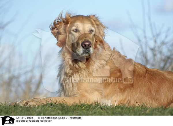 liegender Golden Retriever / lying Golden Retriever / IF-01905