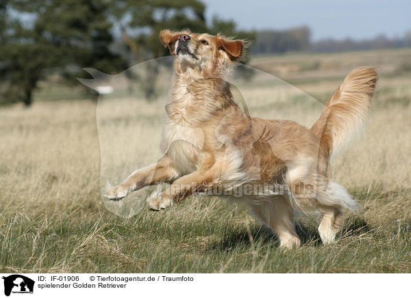 spielender Golden Retriever / IF-01906