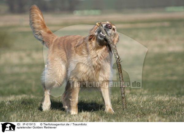 spielender Golden Retriever / IF-01913