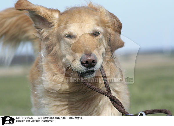 spielender Golden Retriever / IF-01930