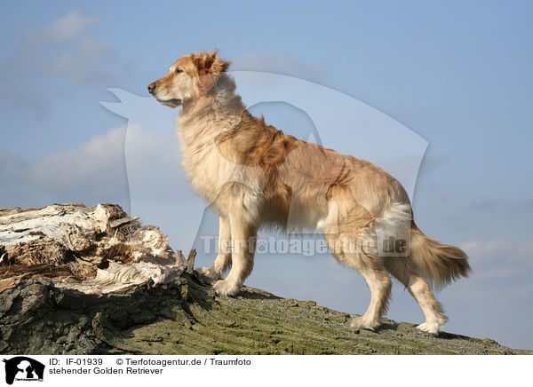 stehender Golden Retriever / standing Golden Retriever / IF-01939