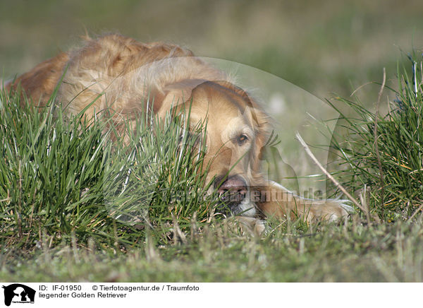 liegender Golden Retriever / lying Golden Retriever / IF-01950