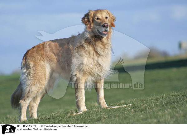 stehender Golden Retriever / standing Golden Retriever / IF-01953