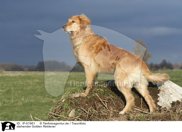 stehender Golden Retriever / standing Golden Retriever / IF-01961