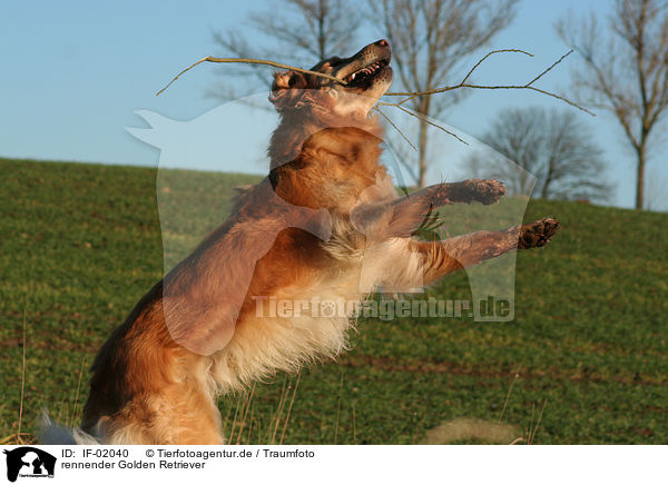 rennender Golden Retriever / IF-02040