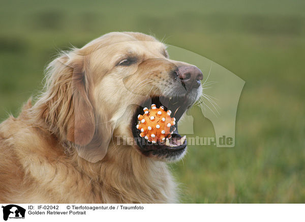 Golden Retriever Portrait / IF-02042