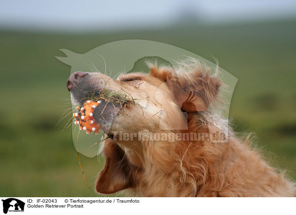 Golden Retriever Portrait / IF-02043