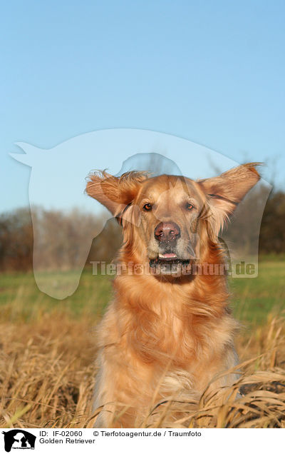 Golden Retriever / IF-02060