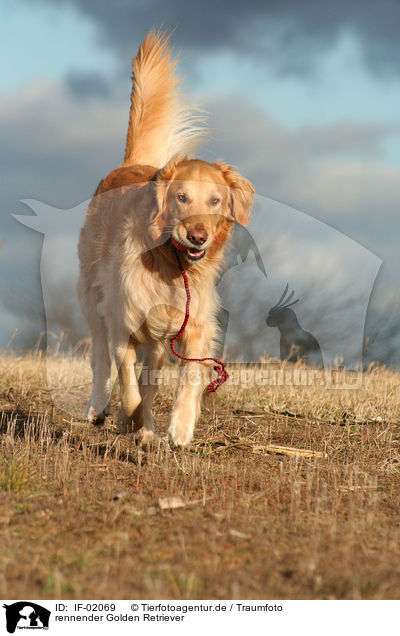 rennender Golden Retriever / running Golden Retriever / IF-02069