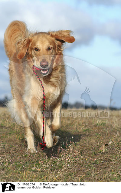 rennender Golden Retriever / IF-02074