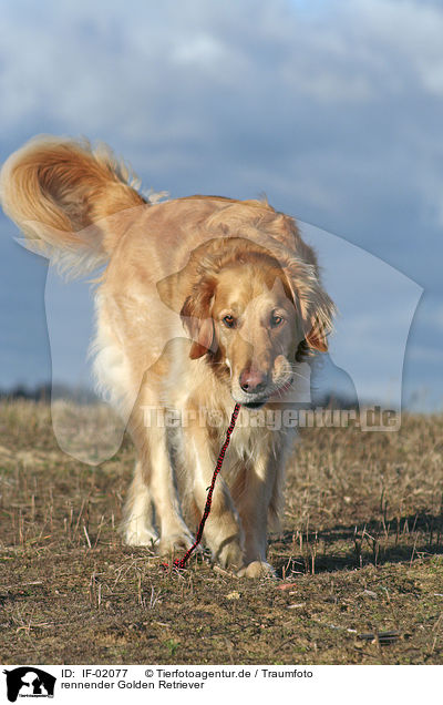rennender Golden Retriever / IF-02077