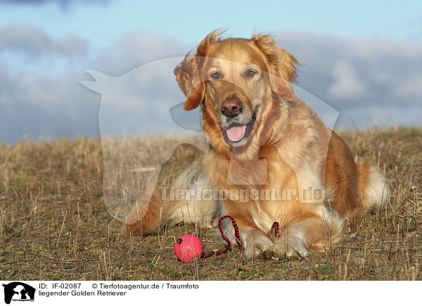 liegender Golden Retriever / IF-02087