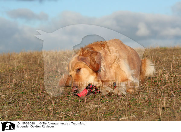 liegender Golden Retriever / IF-02088