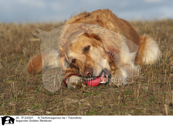 liegender Golden Retriever / IF-02091