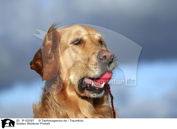 Golden Retriever Portrait / IF-02097