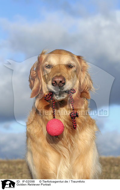 Golden Retriever Portrait / Golden Retriever Portrait / IF-02098