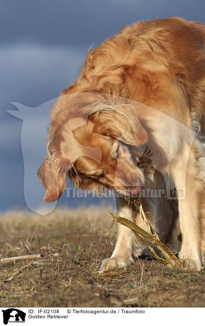 Golden Retriever / IF-02108