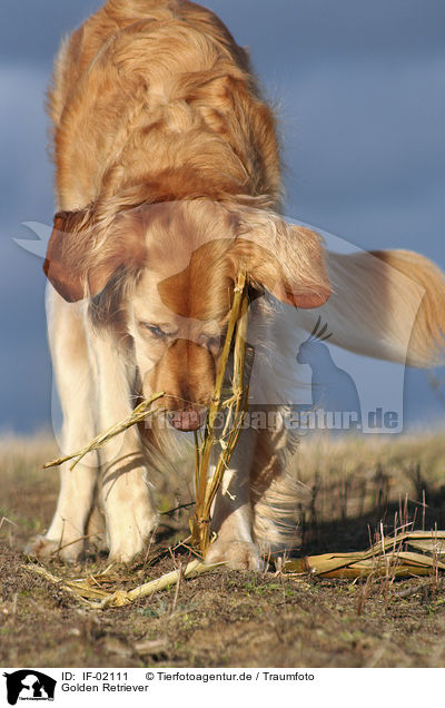 Golden Retriever / IF-02111