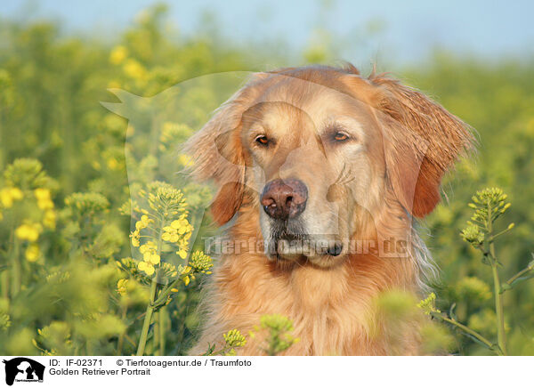 Golden Retriever Portrait / Golden Retriever Portrait / IF-02371