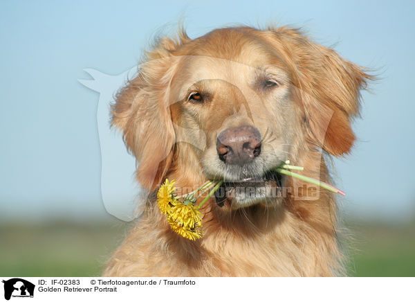 Golden Retriever Portrait / IF-02383