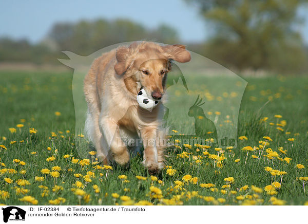 rennender Golden Retriever / IF-02384
