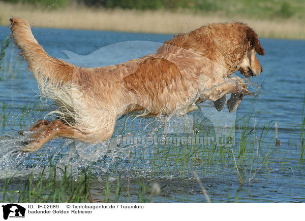 badender Golden Retriever / bathing Golden Retriever / IF-02689