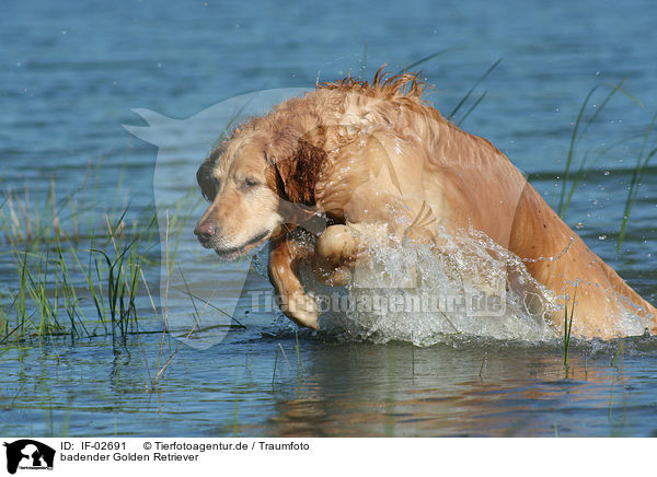 badender Golden Retriever / bathing Golden Retriever / IF-02691