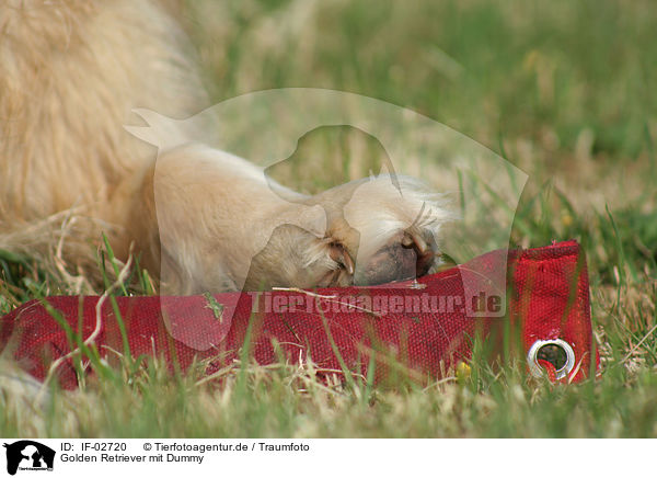 Golden Retriever mit Dummy / Golden Retriever mit Dummy / IF-02720