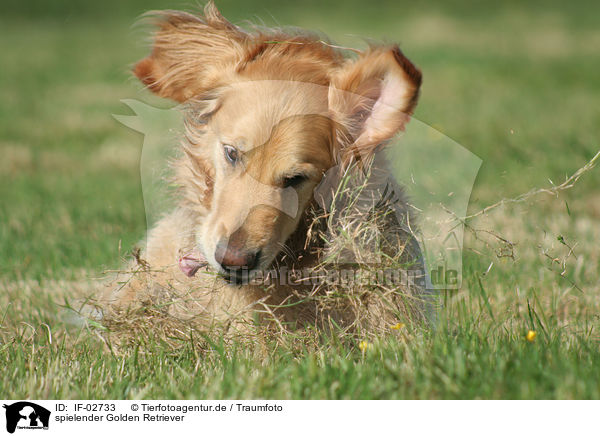 spielender Golden Retriever / IF-02733