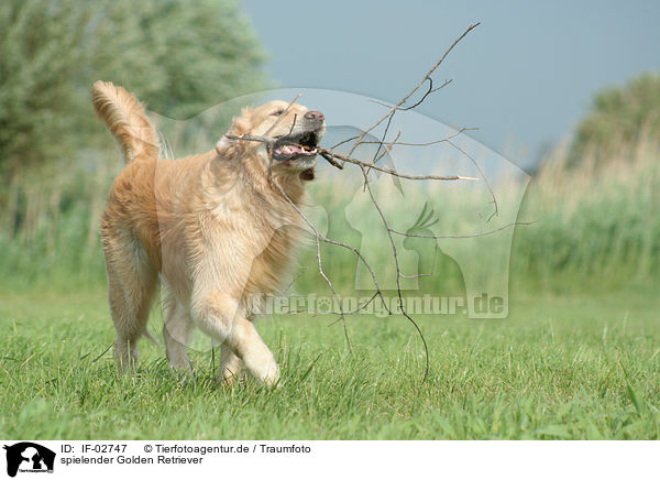 spielender Golden Retriever / IF-02747