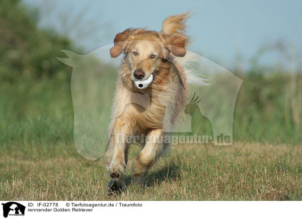 rennender Golden Retriever / IF-02778