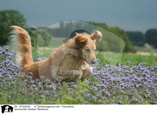 rennender Golden Retriever / running Golden Retriever / IF-03043