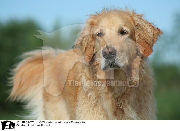 Golden Retriever Portrait / Golden Retriever Portrait / IF-03072