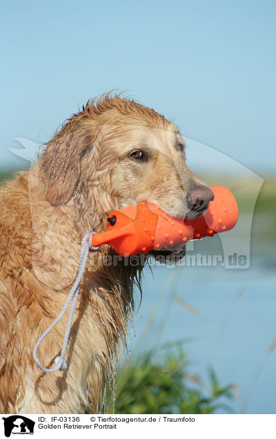 Golden Retriever Portrait / Golden Retriever Portrait / IF-03136