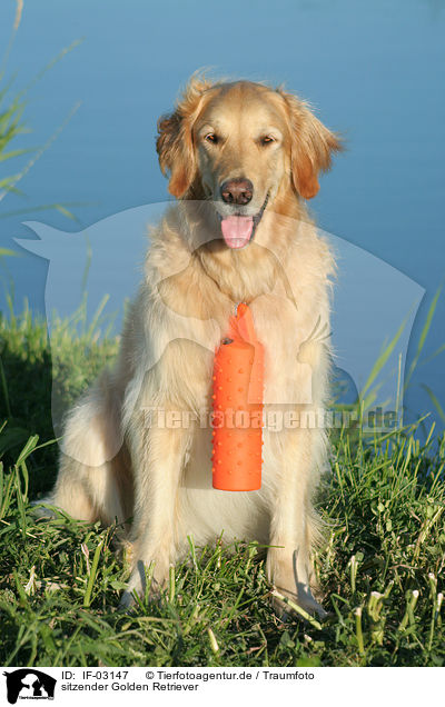 sitzender Golden Retriever / sitting Golden Retriever / IF-03147