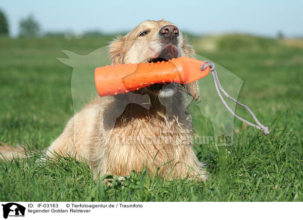 liegender Golden Retriever / lying Golden Retriever / IF-03163