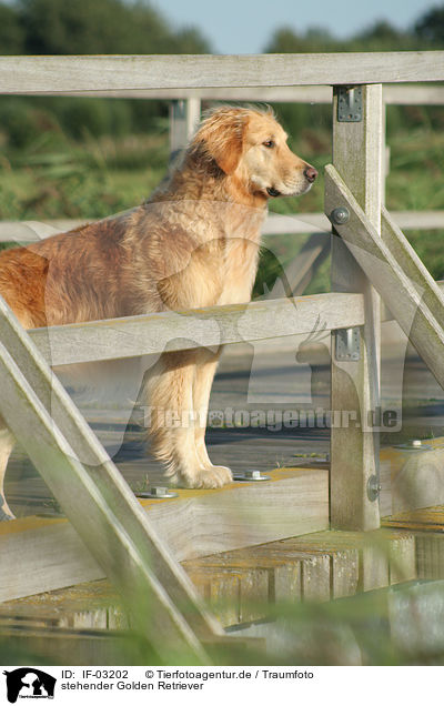 stehender Golden Retriever / standing Golden Retriever / IF-03202